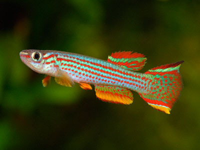 Aphyosemion striatum Aphyosemion striatum